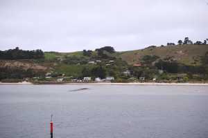 HARINGTON-POINT-DUNEDIN (22)